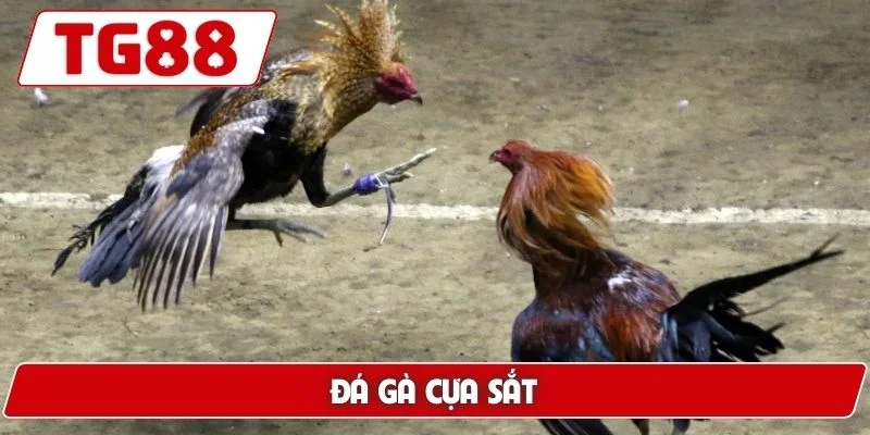 Đá Gà Cựa Sắt - Trải Nghiệm Xem Live Hấp Dẫn Tại TG88 4 Đá gà cựa sắt