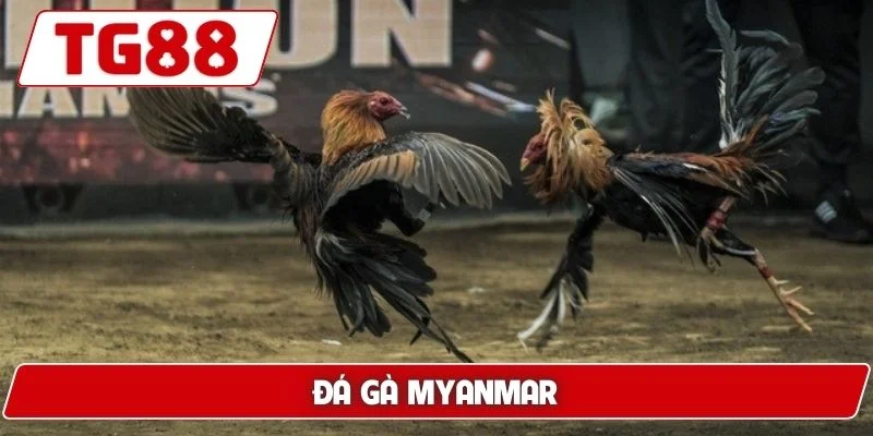Đá Gà Myanmar - Thế Giới Cá Cược Đỉnh Cao Luck8 4 Đá gà Myanmar
